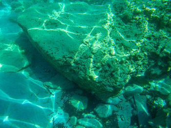 High angle view of fish swimming in sea