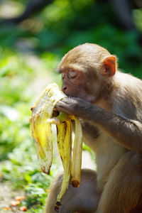 Monkey eating food