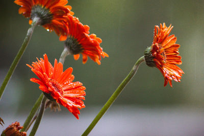Close-up of orange butterfly on red flower