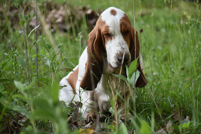 Dog sitting on field