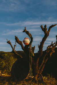 Cactus by tree against sky