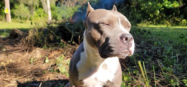 Close-up of a dog looking away