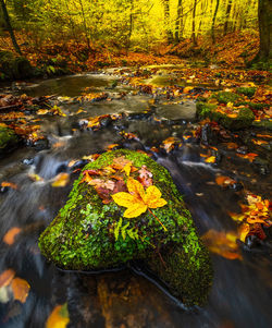 Plants growing by stream in forest during autumn