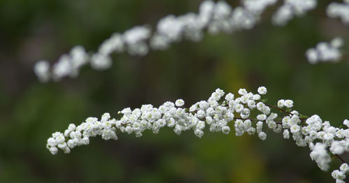 Close-up of white flowering plant