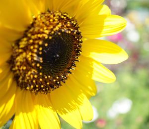 Close-up of sunflower blooming outdoors