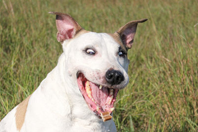 Close-up portrait of dog