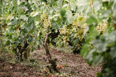 Grape vine with ripe fruits hanging ready for harvesting