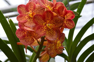 Close-up of flowers blooming outdoors