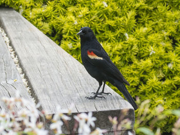 Close-up of bird perching on tree