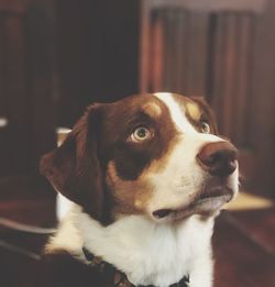 Close-up portrait of dog at home