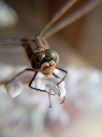 Close-up of insect on metal
