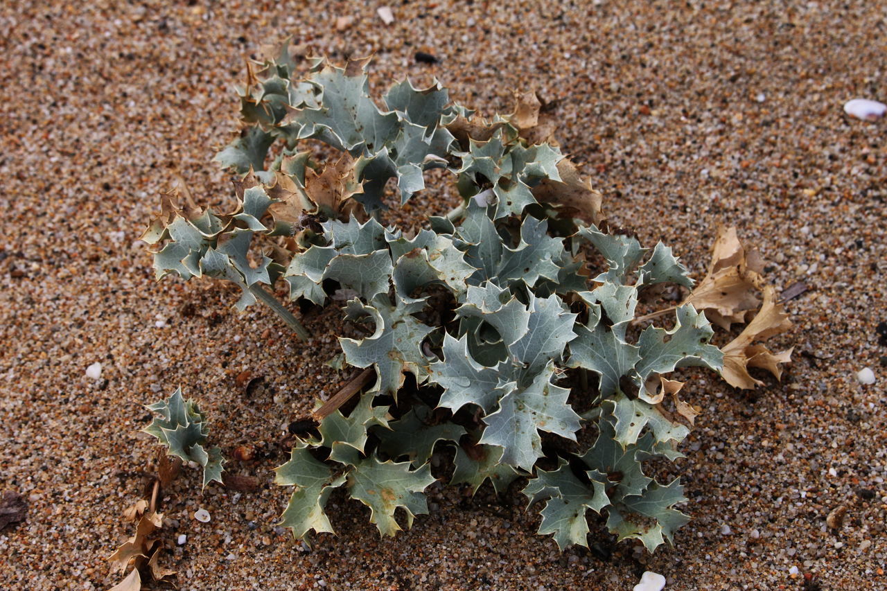 HIGH ANGLE VIEW OF LEAVES ON FIELD DURING RAINY SEASON