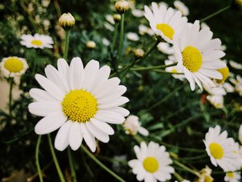 Close-up of white flowers blooming outdoors