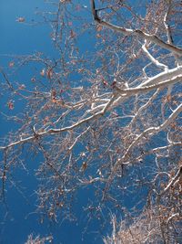 Bare trees against sky