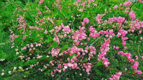 High angle view of pink flowering plant on field