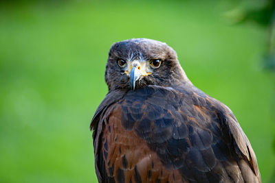 Close-up portrait of hawk