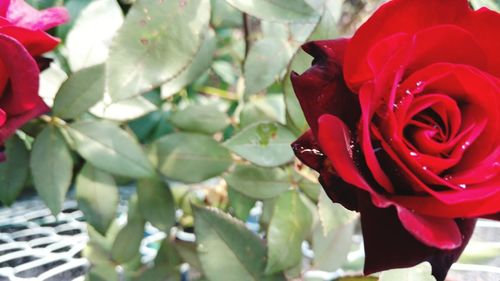 Close-up of red rose blooming outdoors