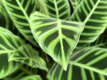 Close-up of green leaf