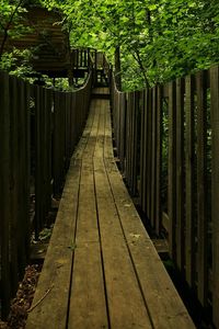Narrow walkway along trees