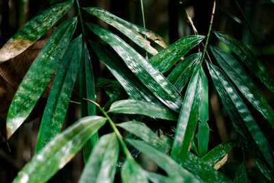 Close-up of wet plant leaves