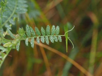 Close-up of wet plant