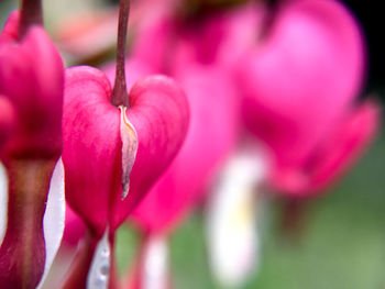 Close-up of pink flower