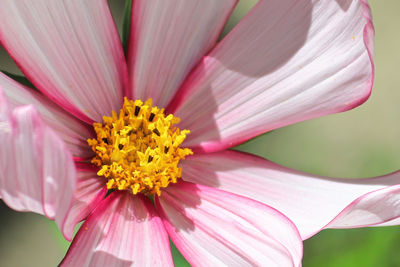 Close-up of pink flower