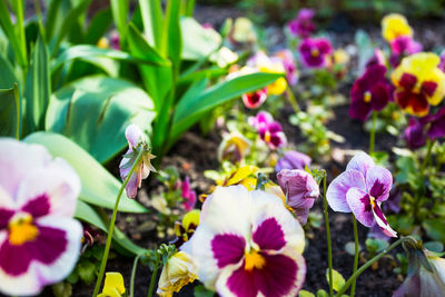 Close-up of purple flowering plants