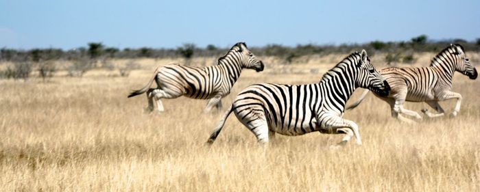 Zebras and zebra on field