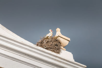 Low angle view of bird on building against sky