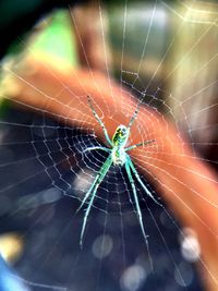 Close-up of spider web