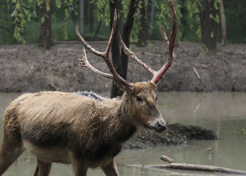 Pere david deer against lake in forest