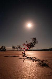 Silhouette woman walking on beach against sky at night