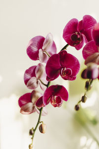 Close-up of pink orchids