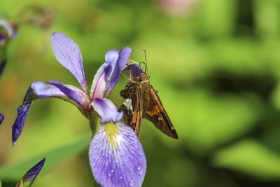 Close-up of butterfly pollinating on purple flower