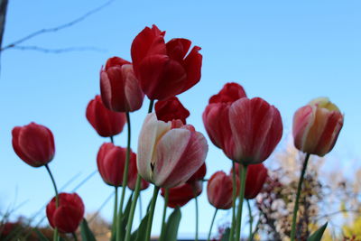 Close-up of red flowering plants against sky