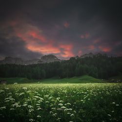 Scenic view of field against sky during sunset