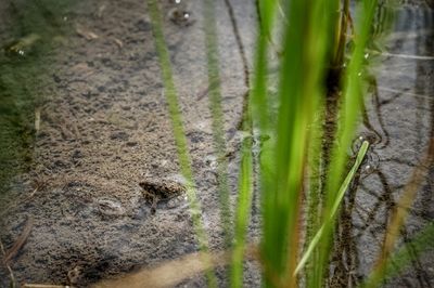 Close-up of insect on grass