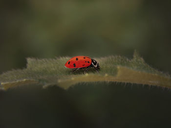 Close-up of ladybug on leaf