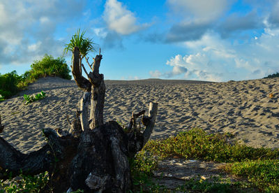 Plants growing on land against sky