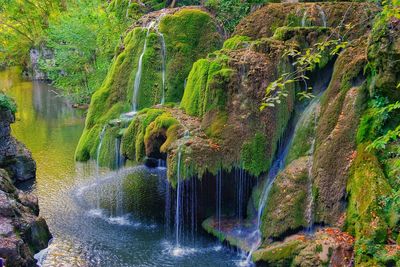 Scenic view of waterfall in forest