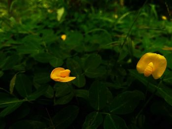 Close-up of yellow flowers blooming outdoors