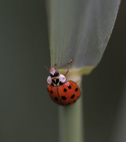 Close-up of ladybug on plant