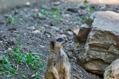 Suricate standing on the rock