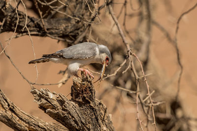 Close-up of bird perching on branch