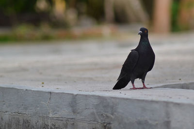 Pigeon perching on a wall