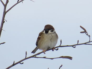 Low angle view of bird perching on tree