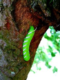 Close-up of insect on tree trunk