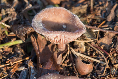 Close-up of mushroom growing on field