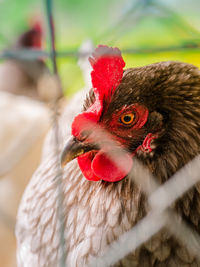 Close-up of a bird